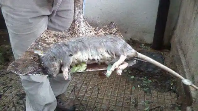 Una rata gigante asustó a toda una escuela primaria de Paraná