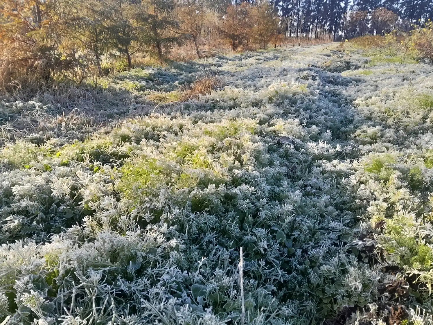 Sin registros bajo cero, comenzó el servicio de control de heladas de Inta
