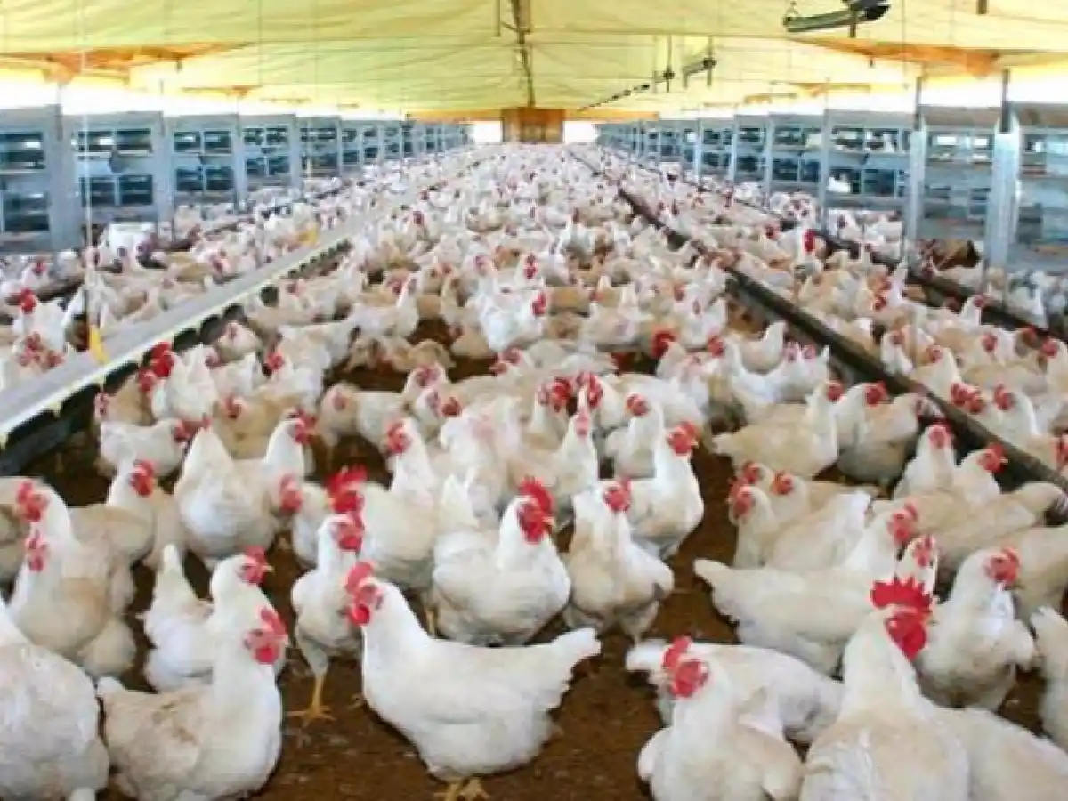 Países Bajos: sacrifican 190 mil gallinas y pollos por un nuevo foco de gripe aviar