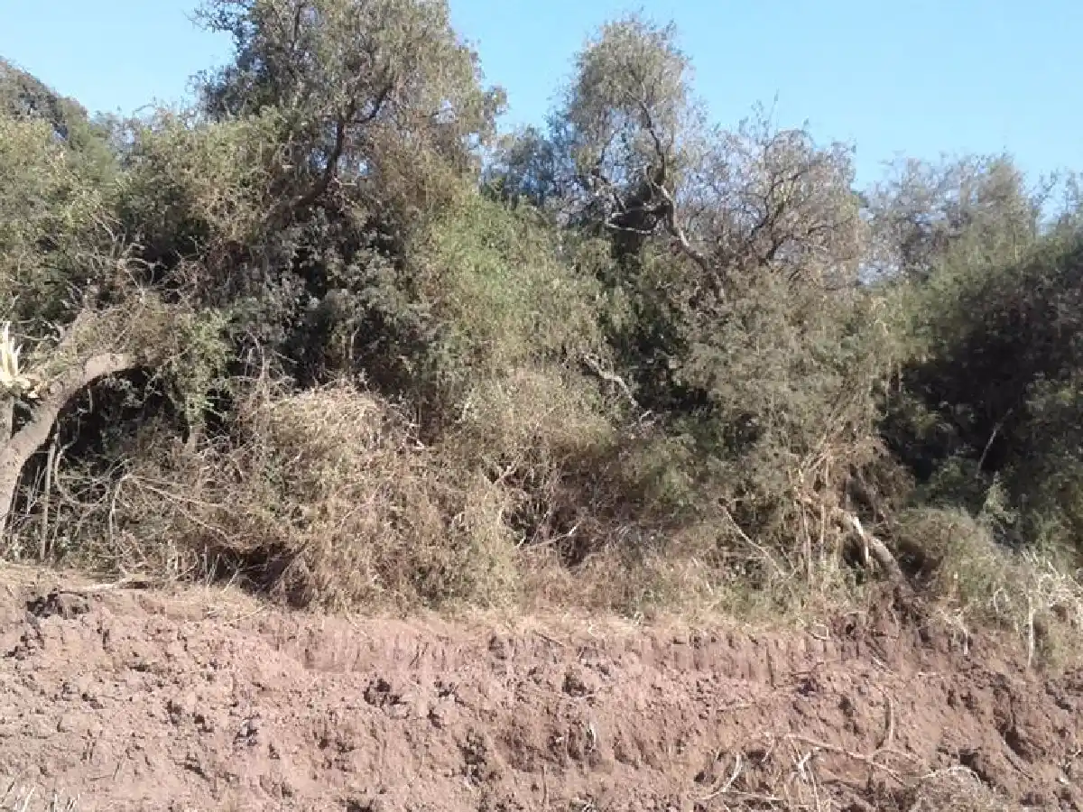 Reclaman por destrucción de árboles en bosque nativo al norte de la ciudad