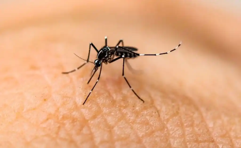 Alerta: detectan en EE.UU. mosquitos que portan el virus del Nilo Occidental