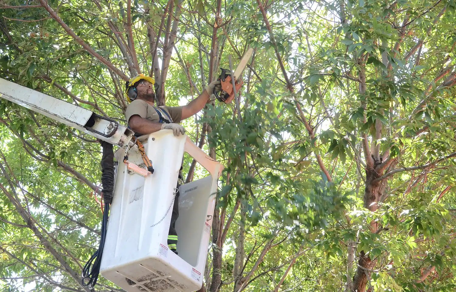 Continúa la solicitud web para acceder al Plan de Poda 2019 en Vicente López