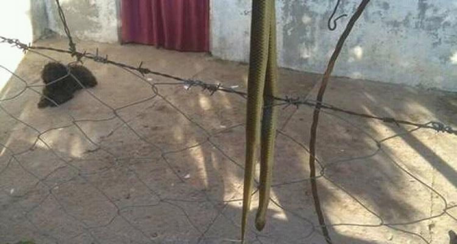Encuentran una víbora en el baño de una vivienda