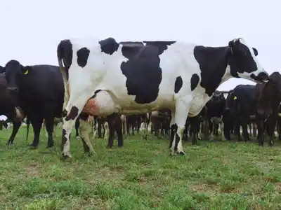 El Inta y la Universidad Nacional del Litoral desarrollan una vacuna para prevenir la mastitis.
