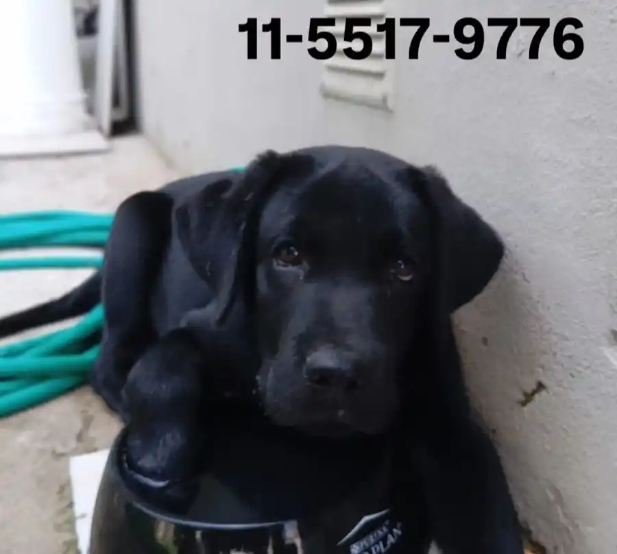 Buscan a Astor y sospechan que lo robaron