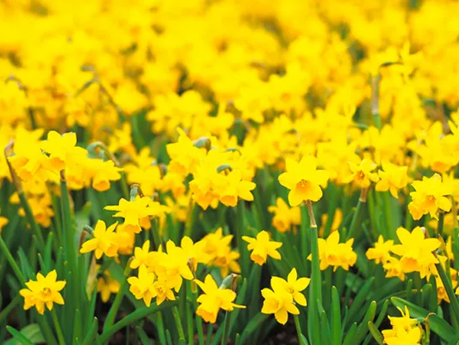 Por qué se regalan flores amarillas el 21 de marzo