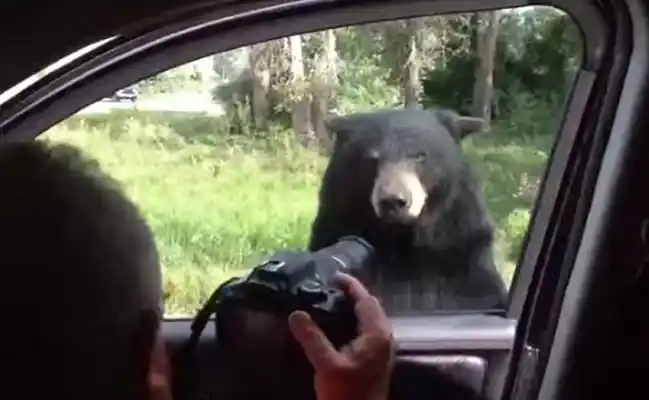 #EsViral: Oso que aterroriza a una familia al abrirle la puerta del auto