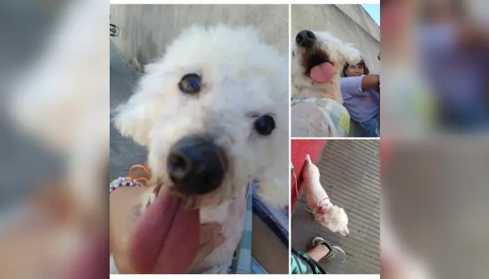Buscan a Lulu
