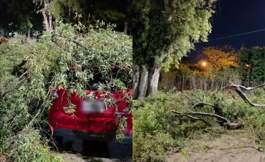 Un árbol de gran altura se desplomó sobre un auto a metros del Parque Independencia.