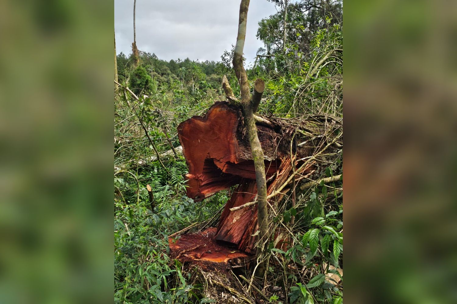 Ecología suspende plan de manejo de empresa que desmontó en Takuapí Mirí