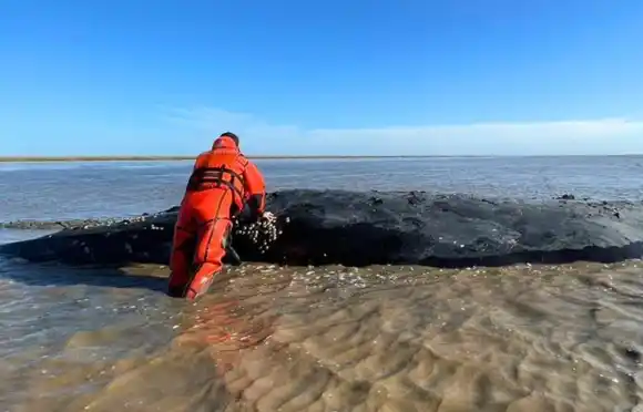 ¿Por qué la ballena varada no podrá ser rescatada?