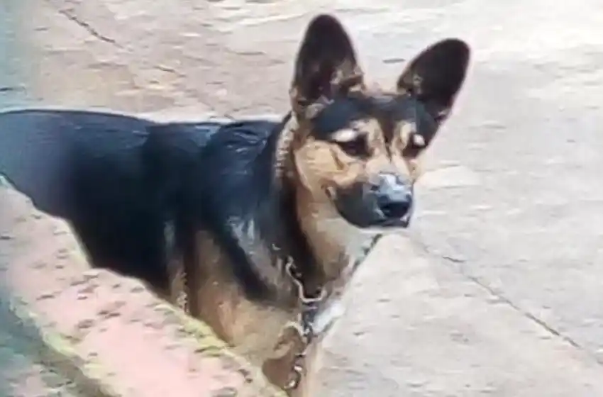 Video: así trataba a su perro hasta que se lo sacaron