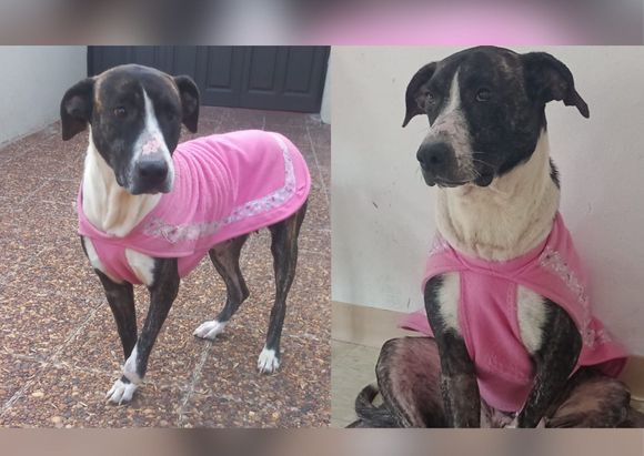 Luli, la perrita del Departamento Canino que busca un hogar