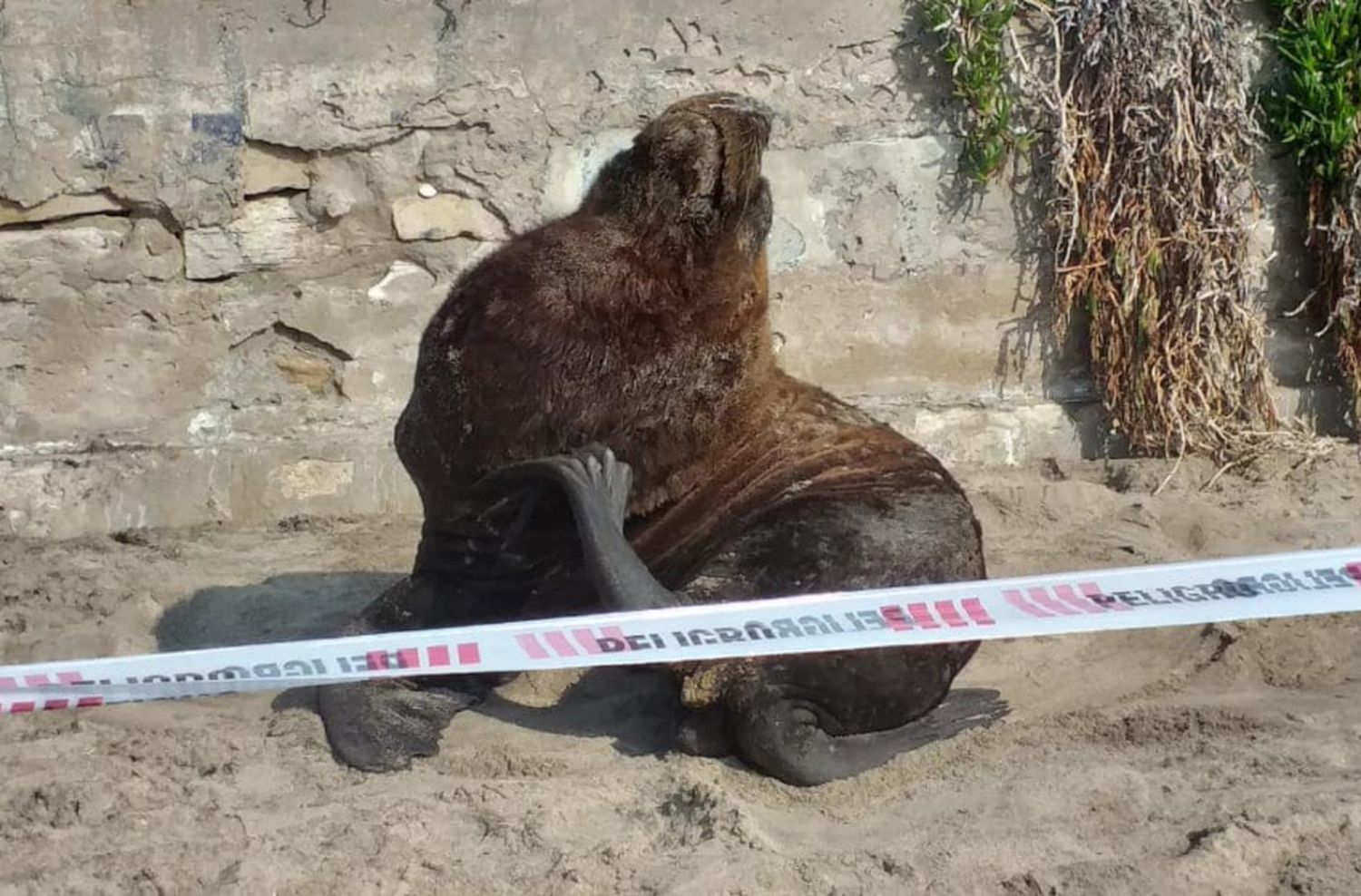 Apareció un un ejemplar de lobo marino de un pelo en Waikiki y solicitan no molestarlo
