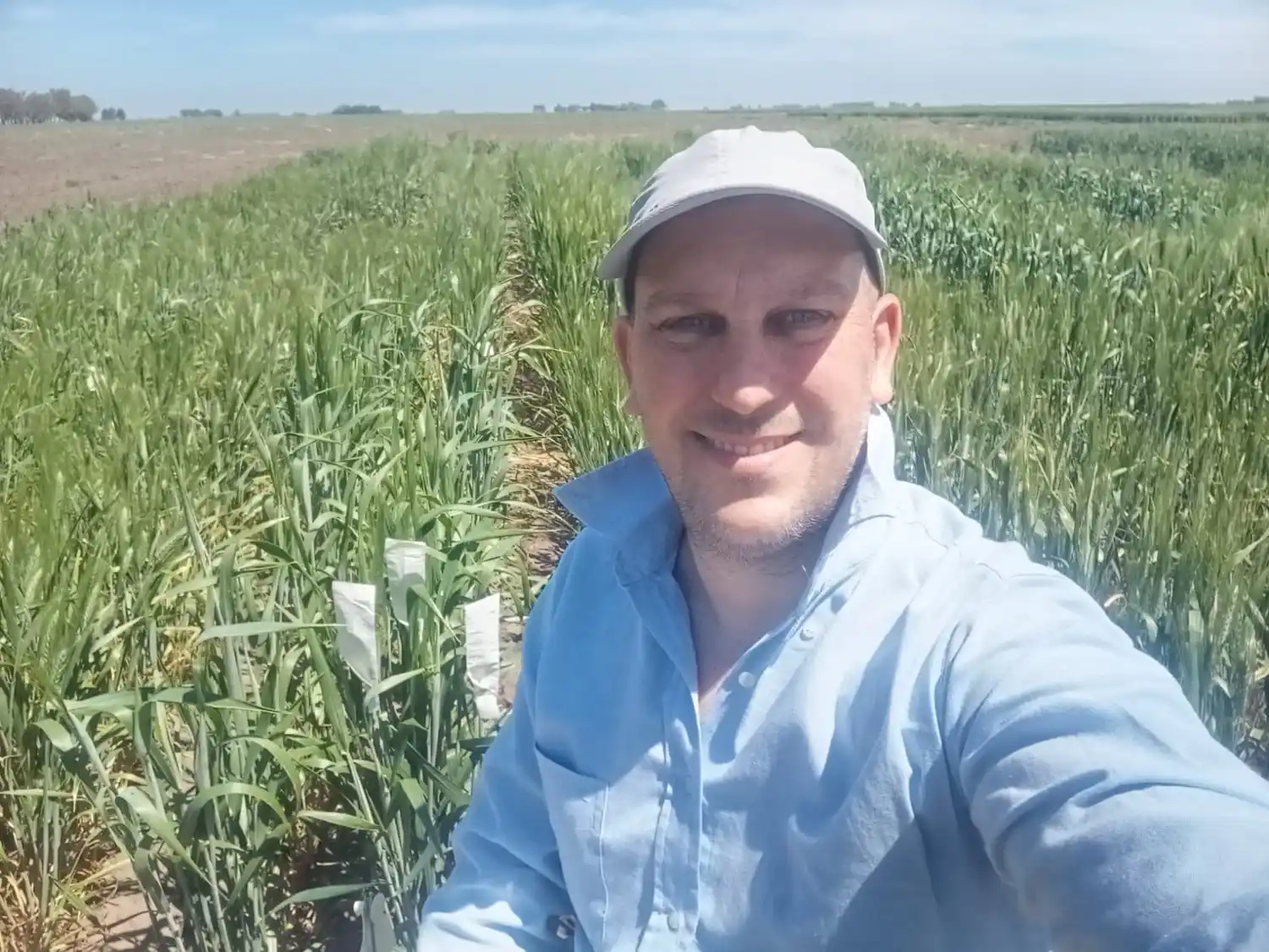 mas roncallo espiga de oro