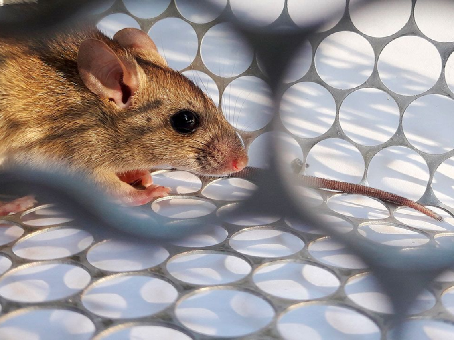 Es "bajo" el riesgo de contraer hantavirus en Córdoba