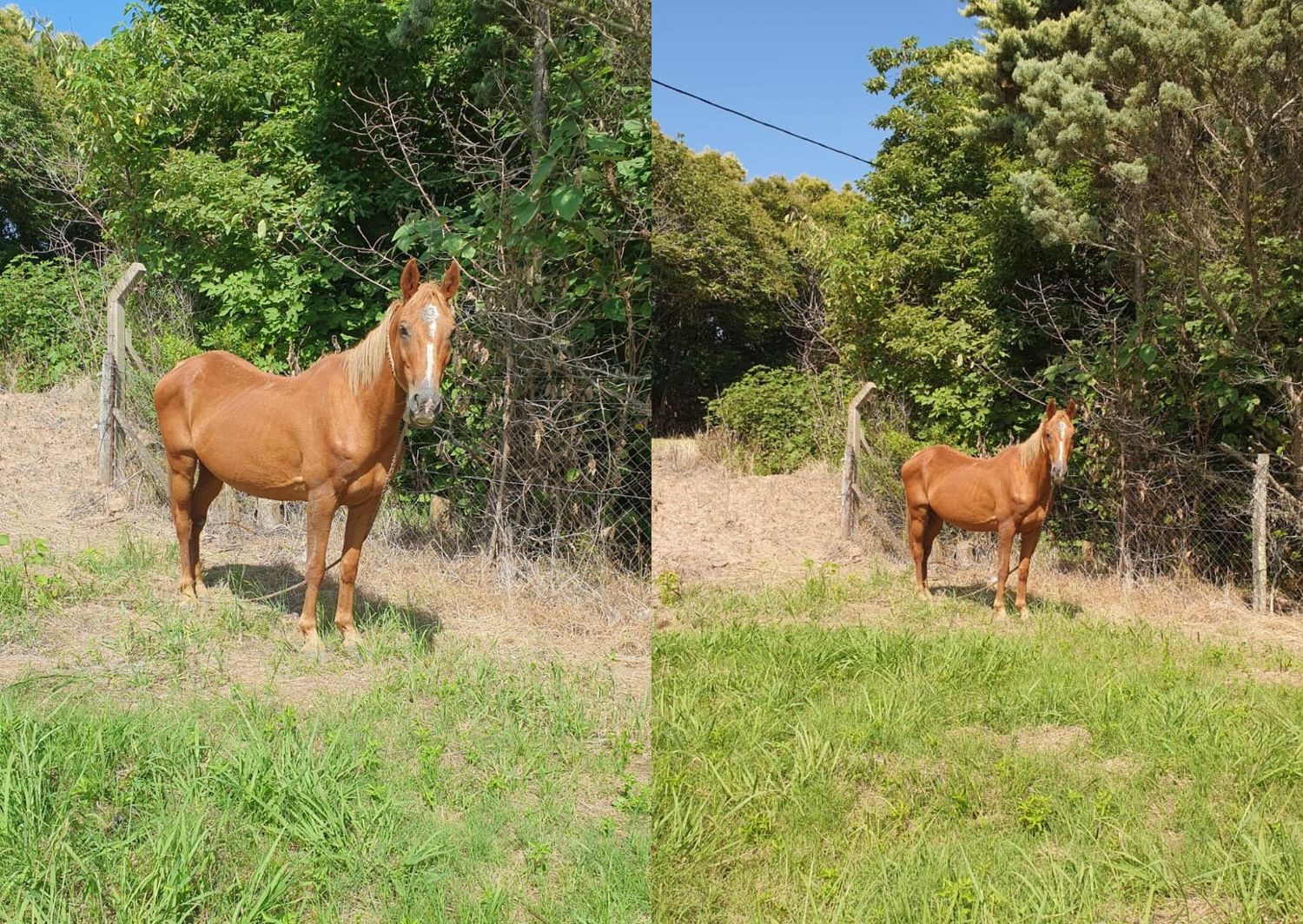 Solucionado: Yegua encontrada en Lucio Mansilla al 700