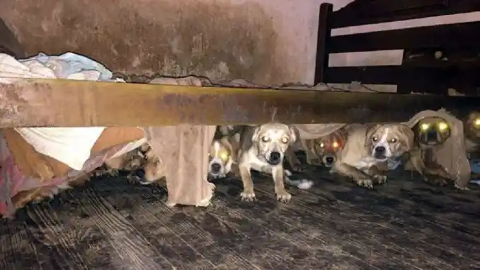 Conmovedor: 47 perritos rescatados del hacinamiento 
