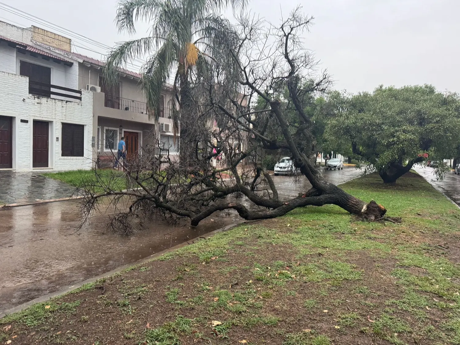 Por la tormenta, un árbol caído obstruye el tránsito en Sarmiento al 300