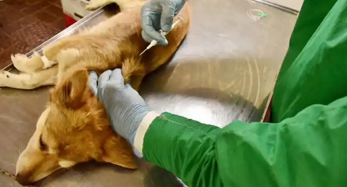 Cronograma de castraciones para los barrios