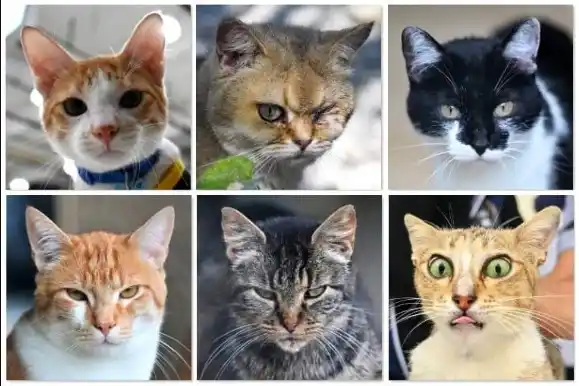 Se lograron identificar 276 expresiones faciales únicas entre gatos domésticos.