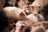 Preocupación por brotes de triquinosis en Mar del Plata y Necochea