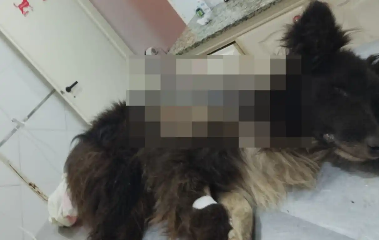 Tobi fue rescatado y se encuentran internado en una veterinaria. Su estado era crítico.