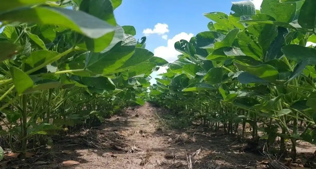 La soja temprana, avanzó en sus estados reproductivos.