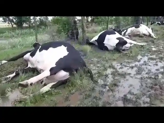 En medio de la tormenta, un rayo mató 13 vacas lecheras