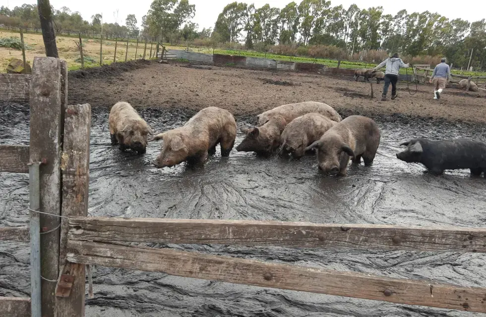 Procedimiento por triquinosis en un criadero de cerdos
