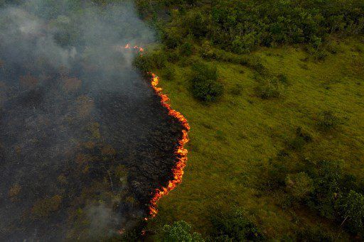 Las devastadoras cifras de la deforestación mundial (+Detalles)