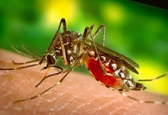 Alerta en Brasil por fiebre amarilla