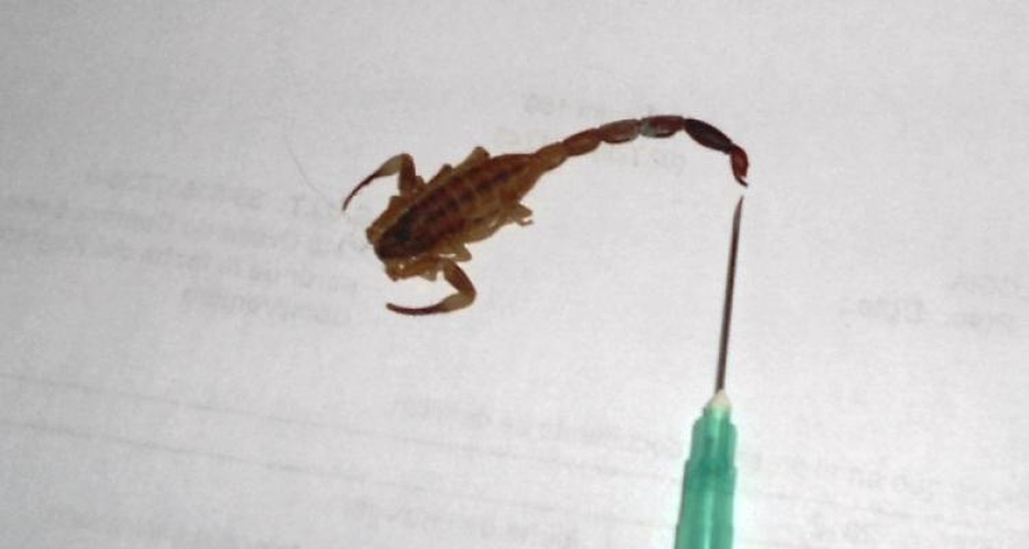 Encontraron un escorpión venenoso