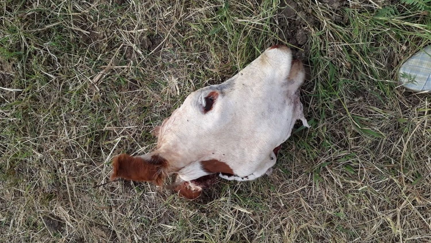 En menos de dos semanas volvió a ser blanco del robo de animales en su campo