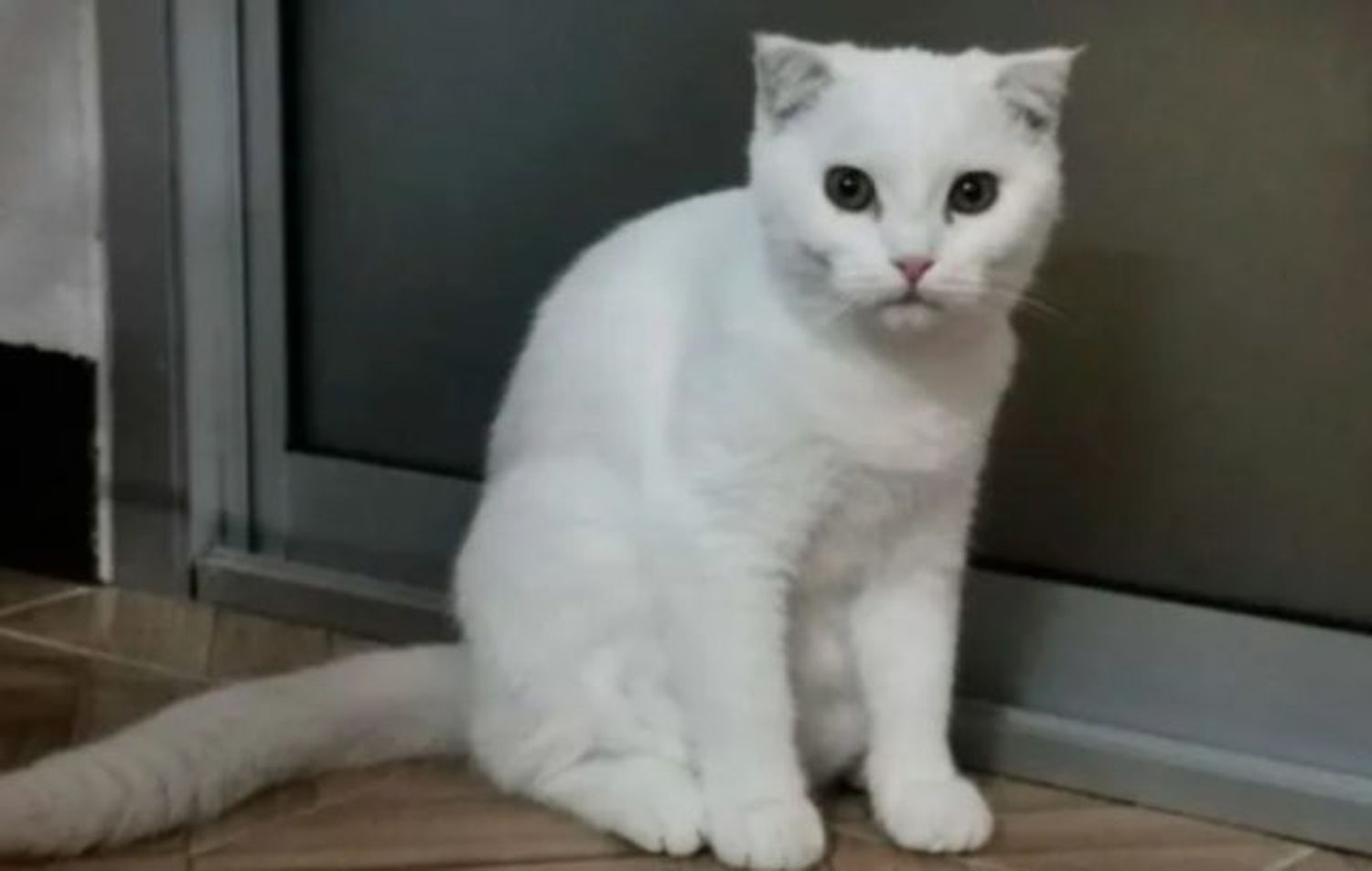 ¿Un gato color cúrcuma gracias a su dueña? ?