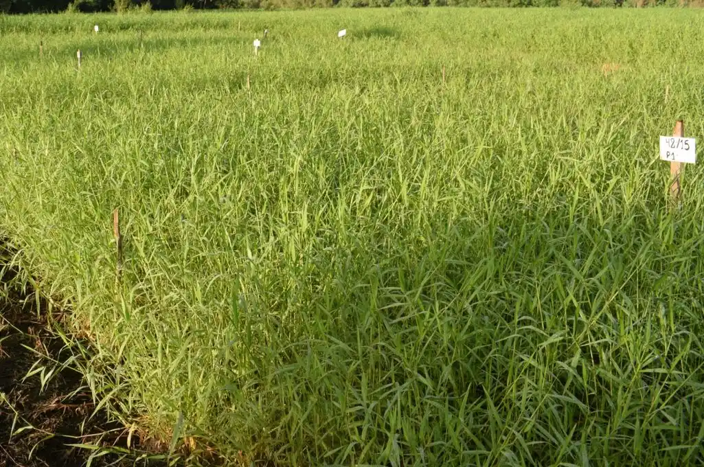 Tangola: la pastura capaz de enfrentar los anegamientos