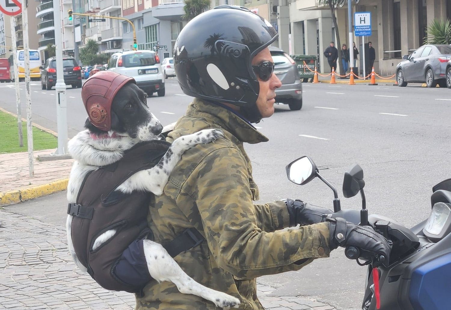 El can viaja en la espalda de su dueño, con casco incluido.