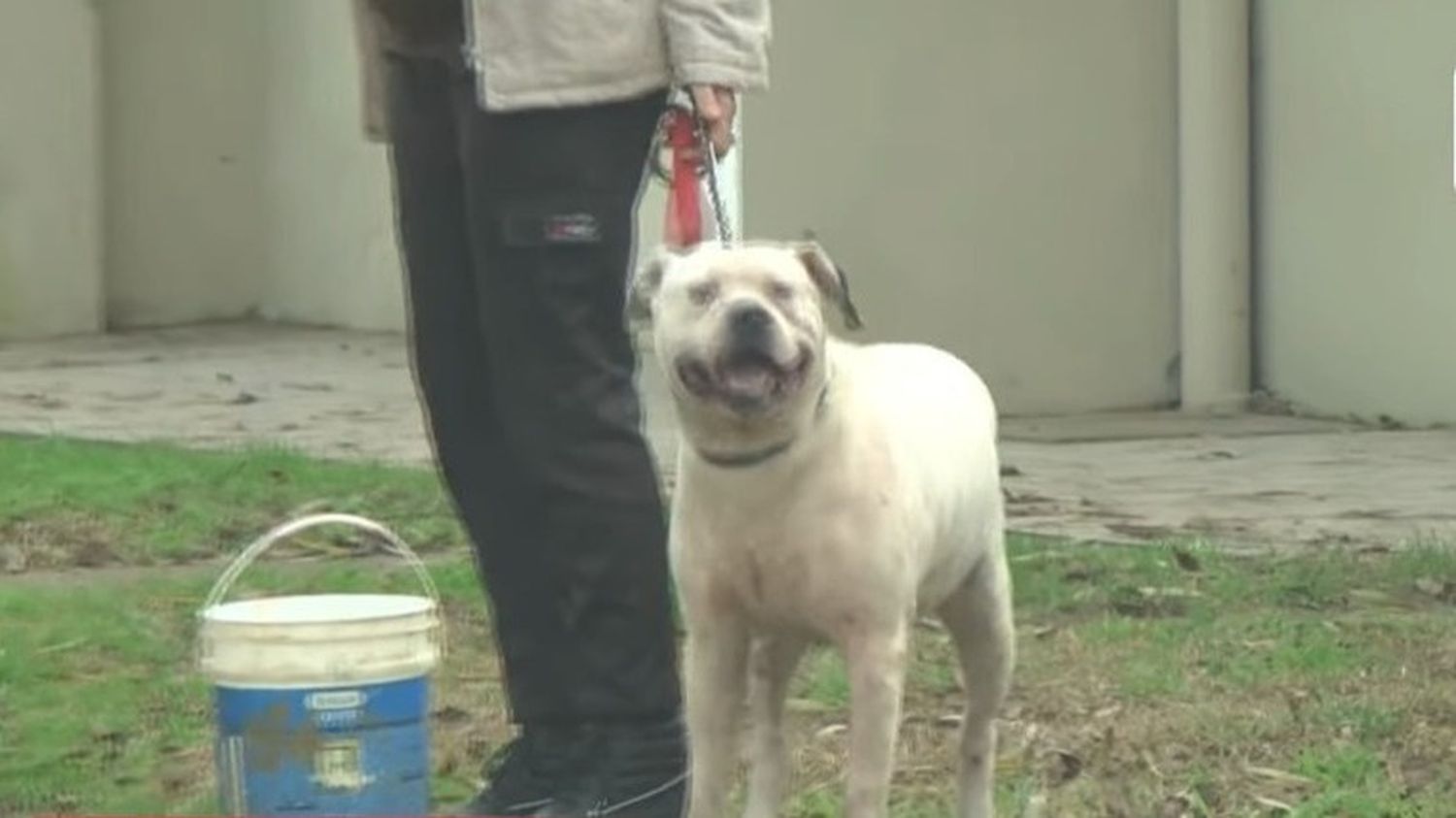 Tragedia en Santa Teresita: una mujer murió tras ser atacada por su perro Dogo Argentino