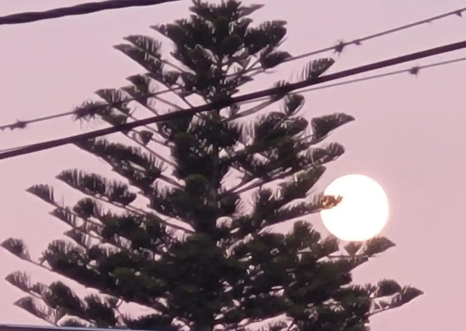 Luna de fresa - atardecer