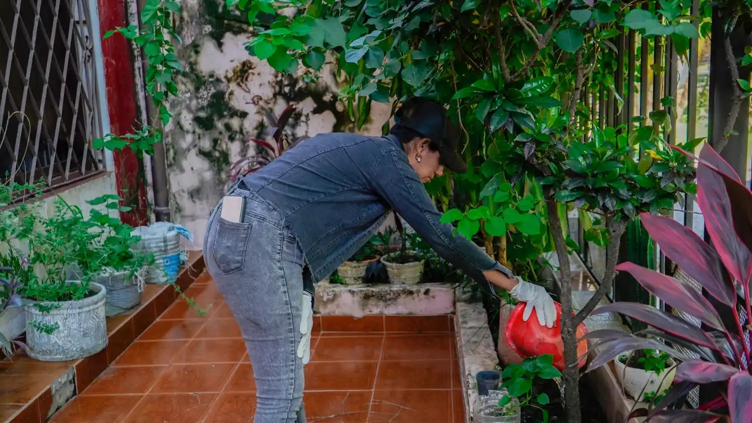 Salud insta a no bajar la guardia frente al dengue y la chikungunya