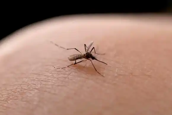 El mosquito Aedes aegypti está presente en Rafaela y otras diez localidades de la provincia
