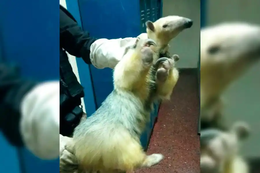 Córdoba insólita: rescataron a un oso melero en una escuela