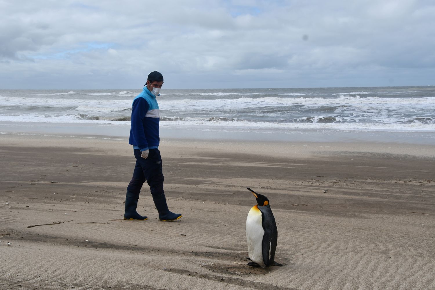 Tras más de seis meses de recuperación, un pingüino rey rescatado volvió al mar en San Clemente del Tuyú