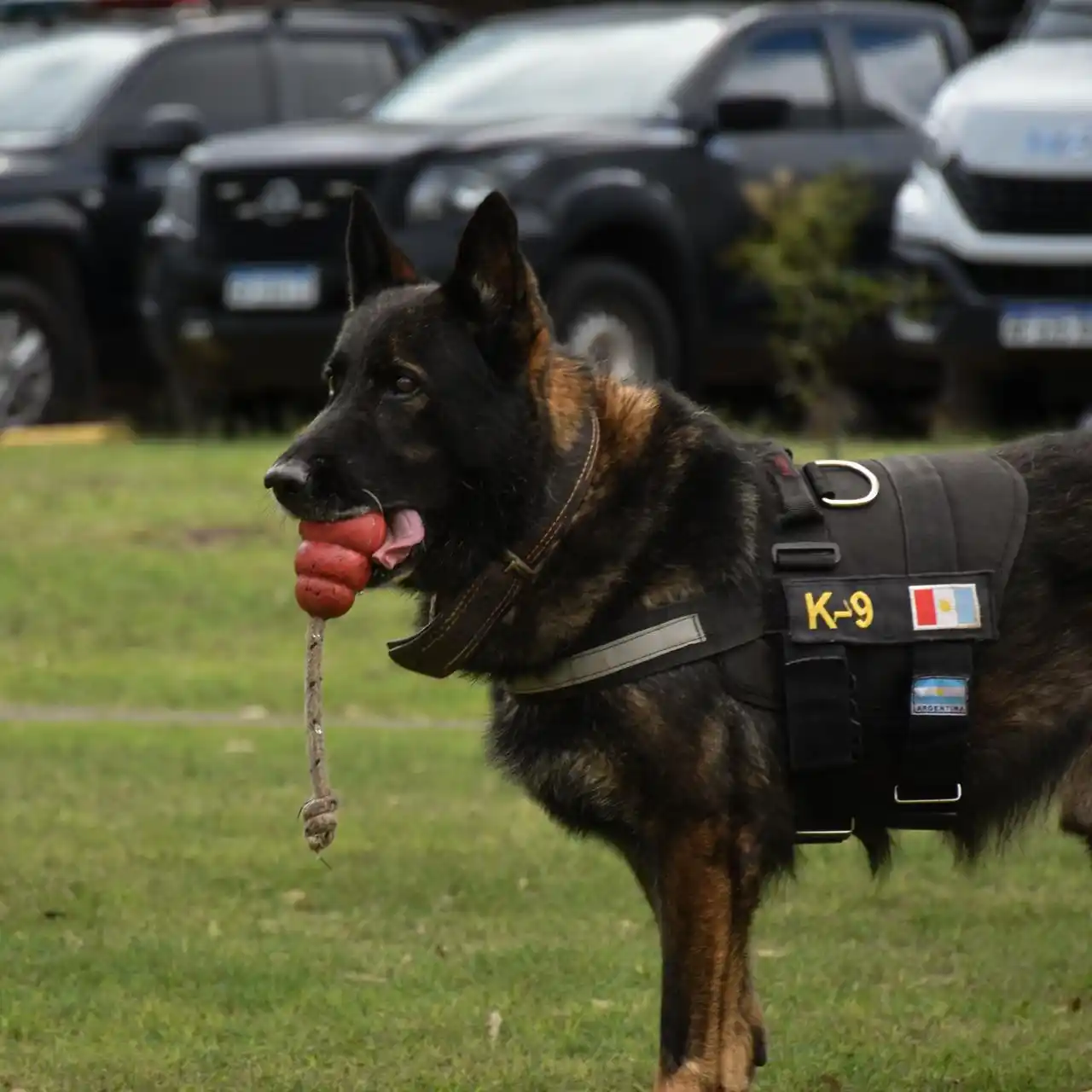 Se retira Buster, el perro de la FPA con 344 intervenciones positivas