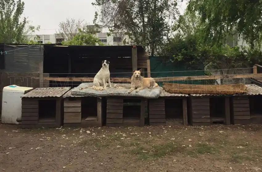 Todos ladran a las 6: la vida de un abuelo y sus 35 perros