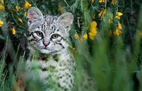 Gato único en el mundo es descubierto en Nariño