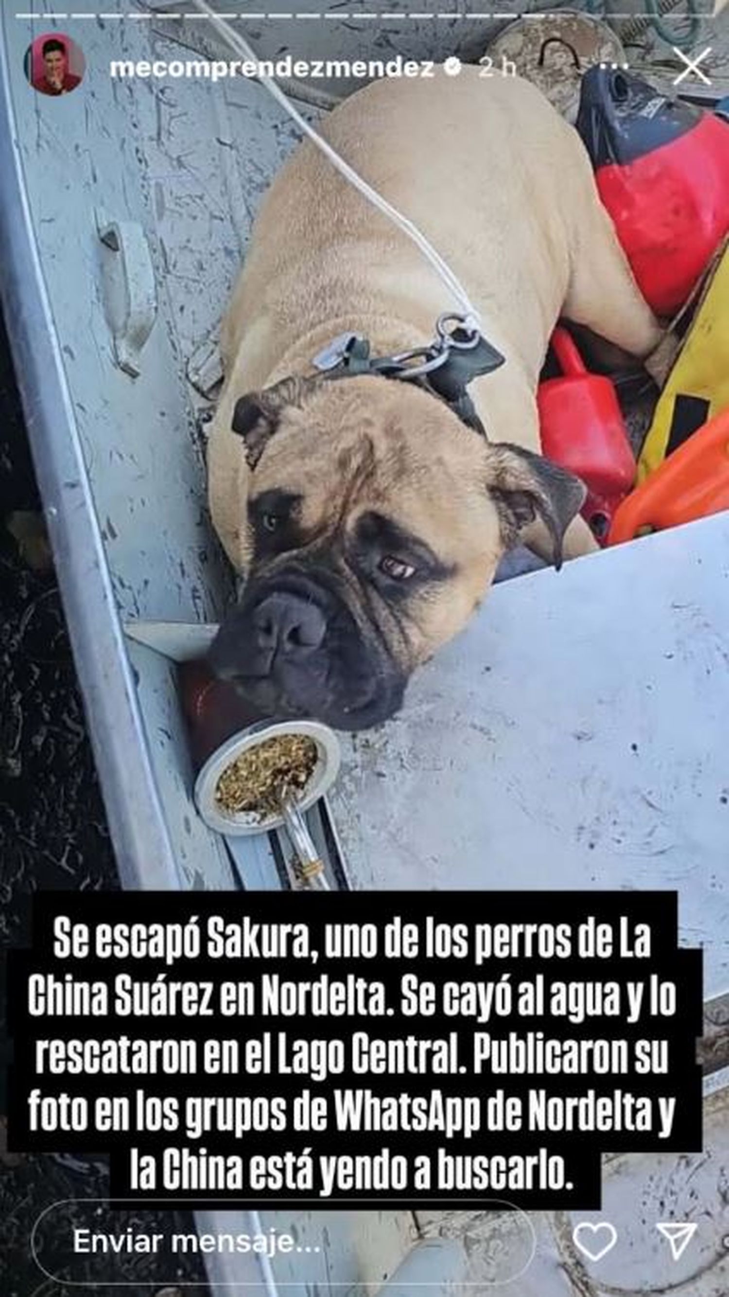 Perro