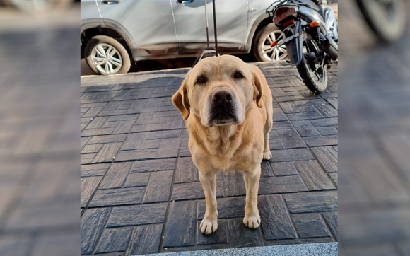 Perdido y llorando en calle Liniers