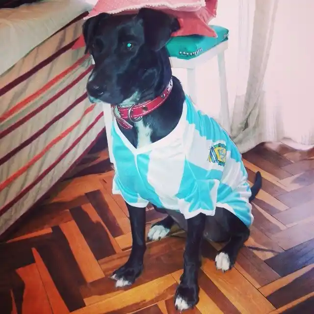 Nuestras mascotas mundialistas