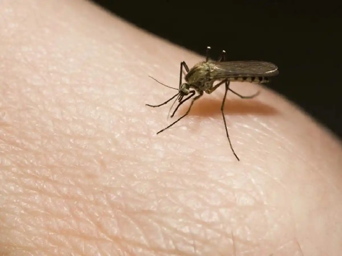 Dengue, chikungunya y zika: recomendaciones para viajeros 